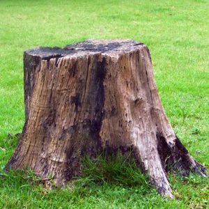 tree stump grinding & removal service