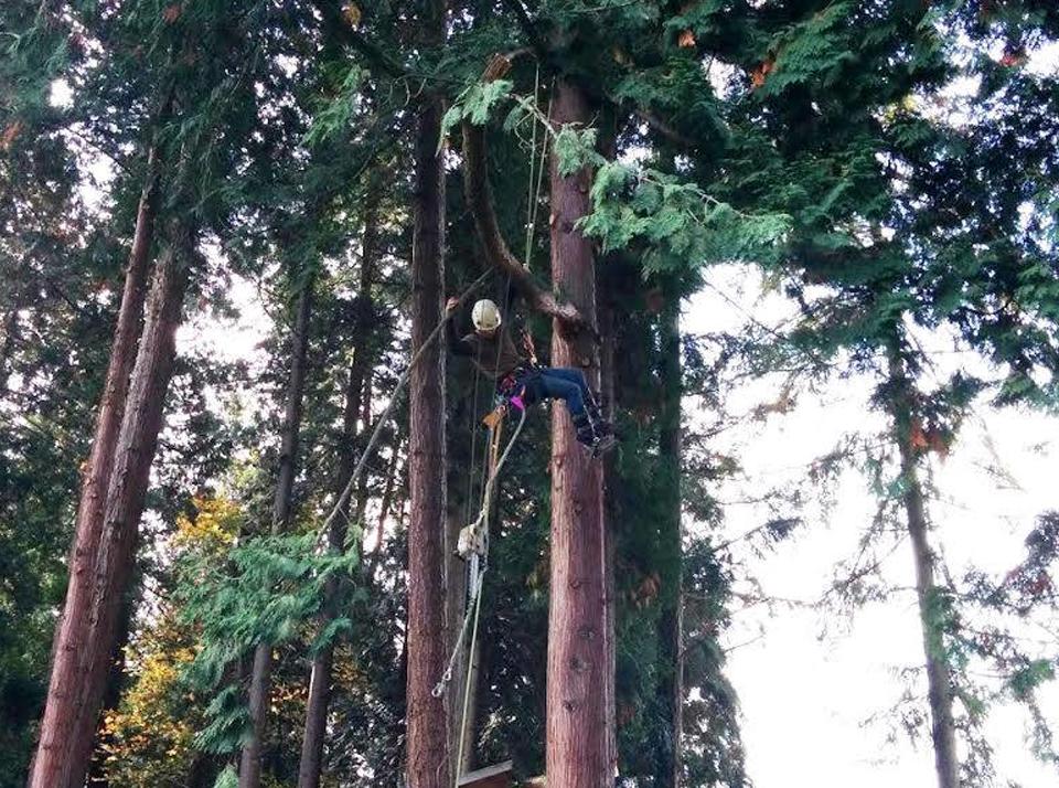Tree Services in Woodinville, WA
