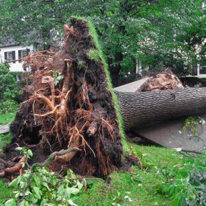 tree removal kirkland stormy weather