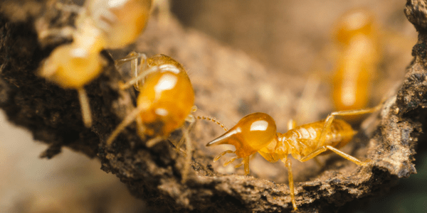 Dying and dead trees provide nesting sites for pests like termites.